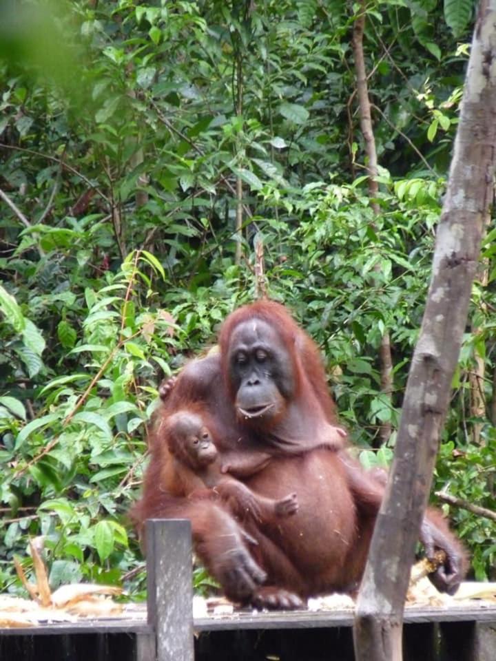 Orangutan Shaka Houseboat With Cabin Пангкалан Бун Экстерьер фото
