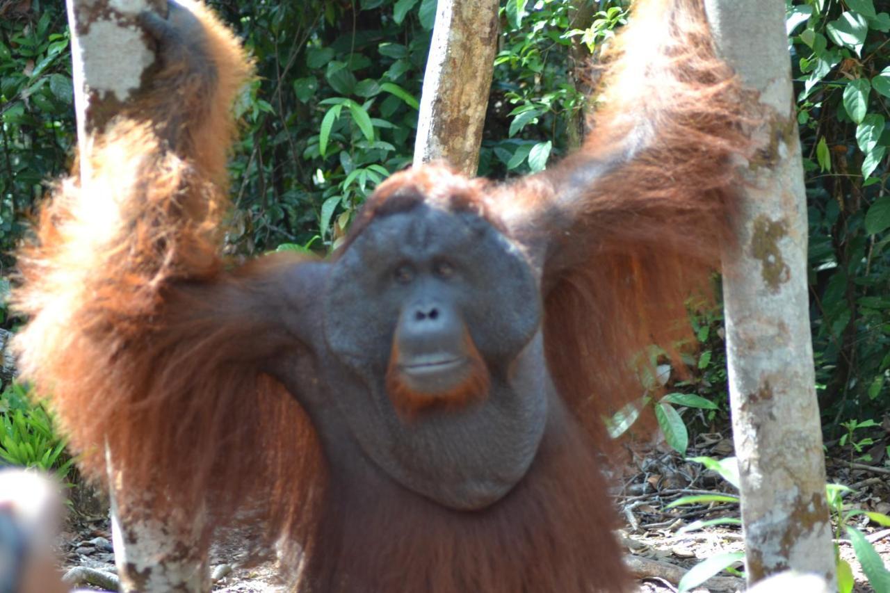 Orangutan Shaka Houseboat With Cabin Пангкалан Бун Экстерьер фото